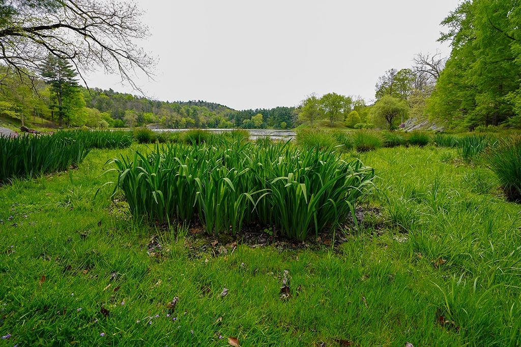 Schwertlilien und Ufervegetation am Tyrrel Lake im Innisfree Garden in Millbrook.