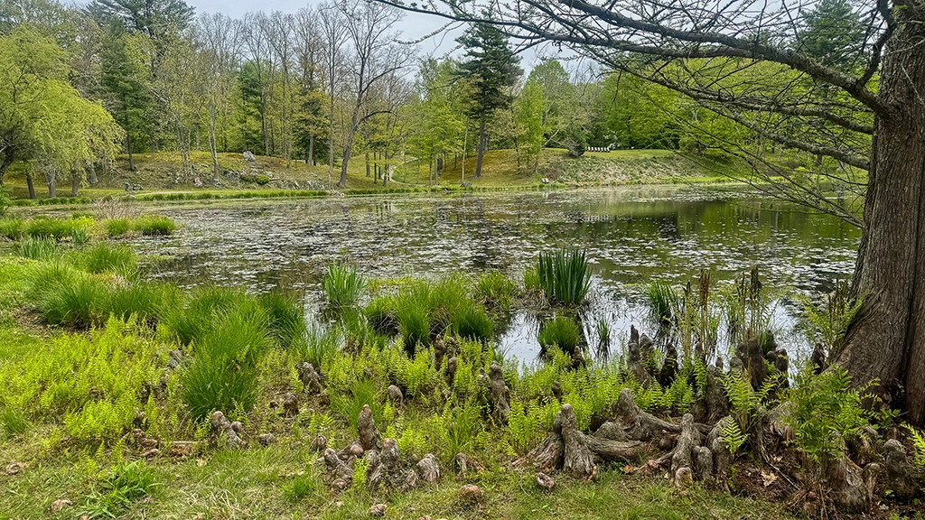 Feuchtgebiet mit Ufervegetation und charakteristischen Baumwurzeln am Tyrrel Lake im Innisfree Garden.