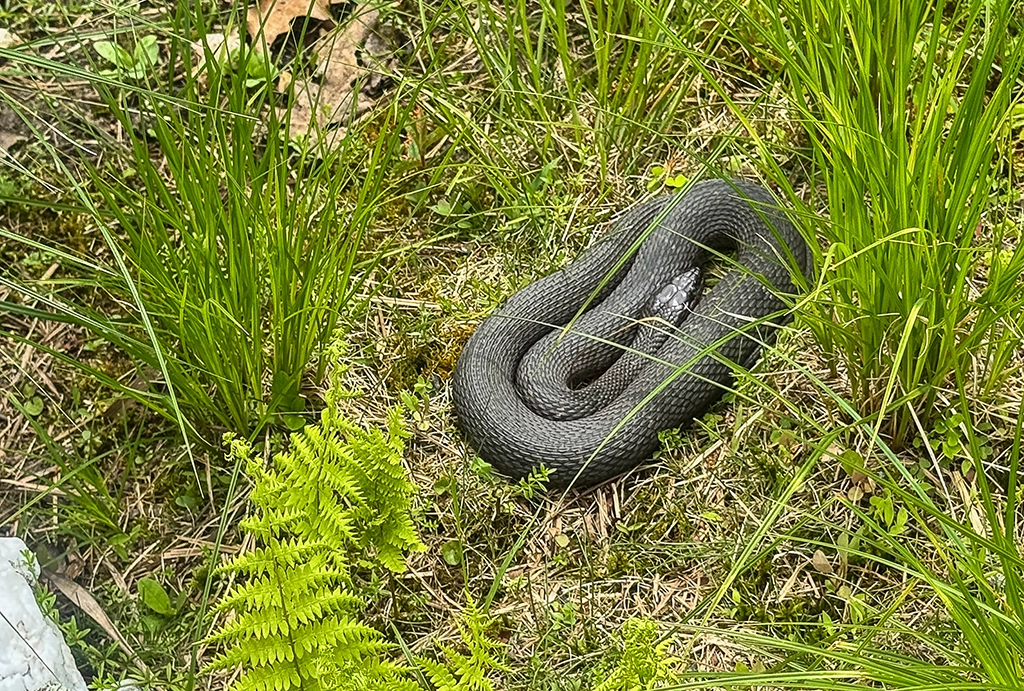 Ungefährliche Ringelnatter sonnt sich zwischen Gräsern im Innisfree Garden bei Millbrook.