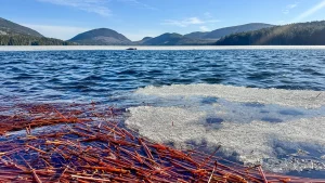 Teilweise vereister See im Acadia National Park in Maine mit Kiefernnadeln am Ufer, blauem Wasser und bewaldeten Bergen im Hintergrund.