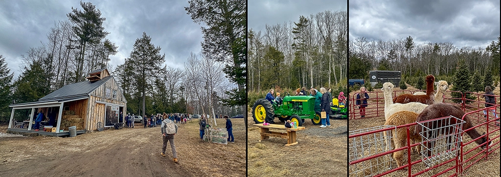 Dreiteilige Fotocollage vom Maine Maple Weekend mit Sugarhouse, Besuchern auf einem Traktor und Alpakas auf einer Farm in Maine