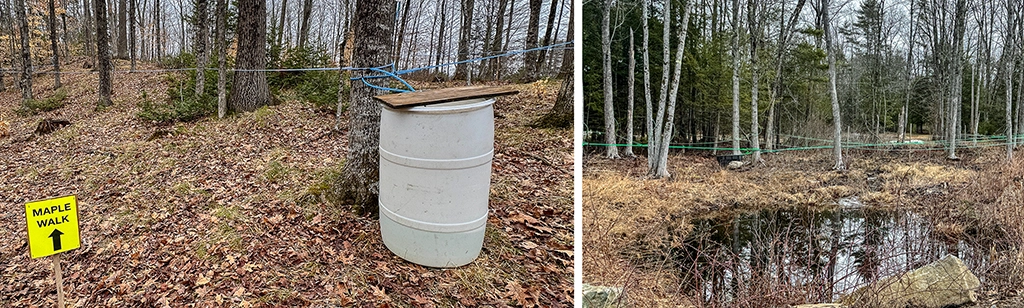 Zweiteilige Fotocollage eines Maple Walk in Maine mit Sammelbehälter, Kunststoffleitungen und angezapften Zuckerahornen im Wald