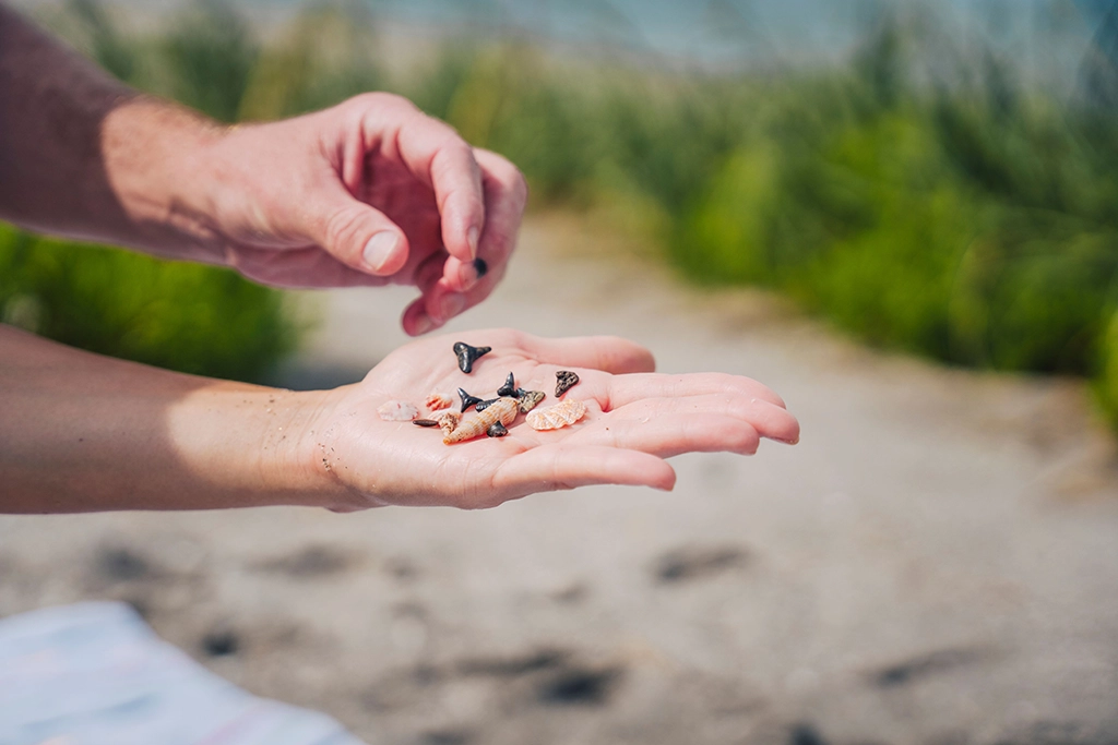 Fossile Haifischzähne in der Hand eines Strandbesuchers in Venice, Florida
